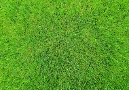 When to Lay Sod in New Orleans in New Orleans | Big EZ Renovations