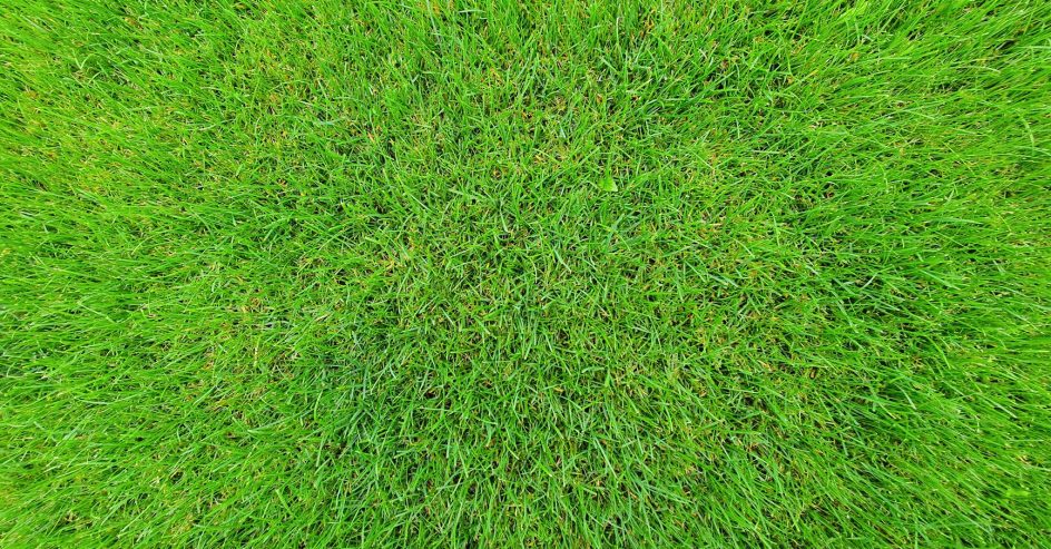 When to Lay Sod in New Orleans in New Orleans | Big EZ Renovations
