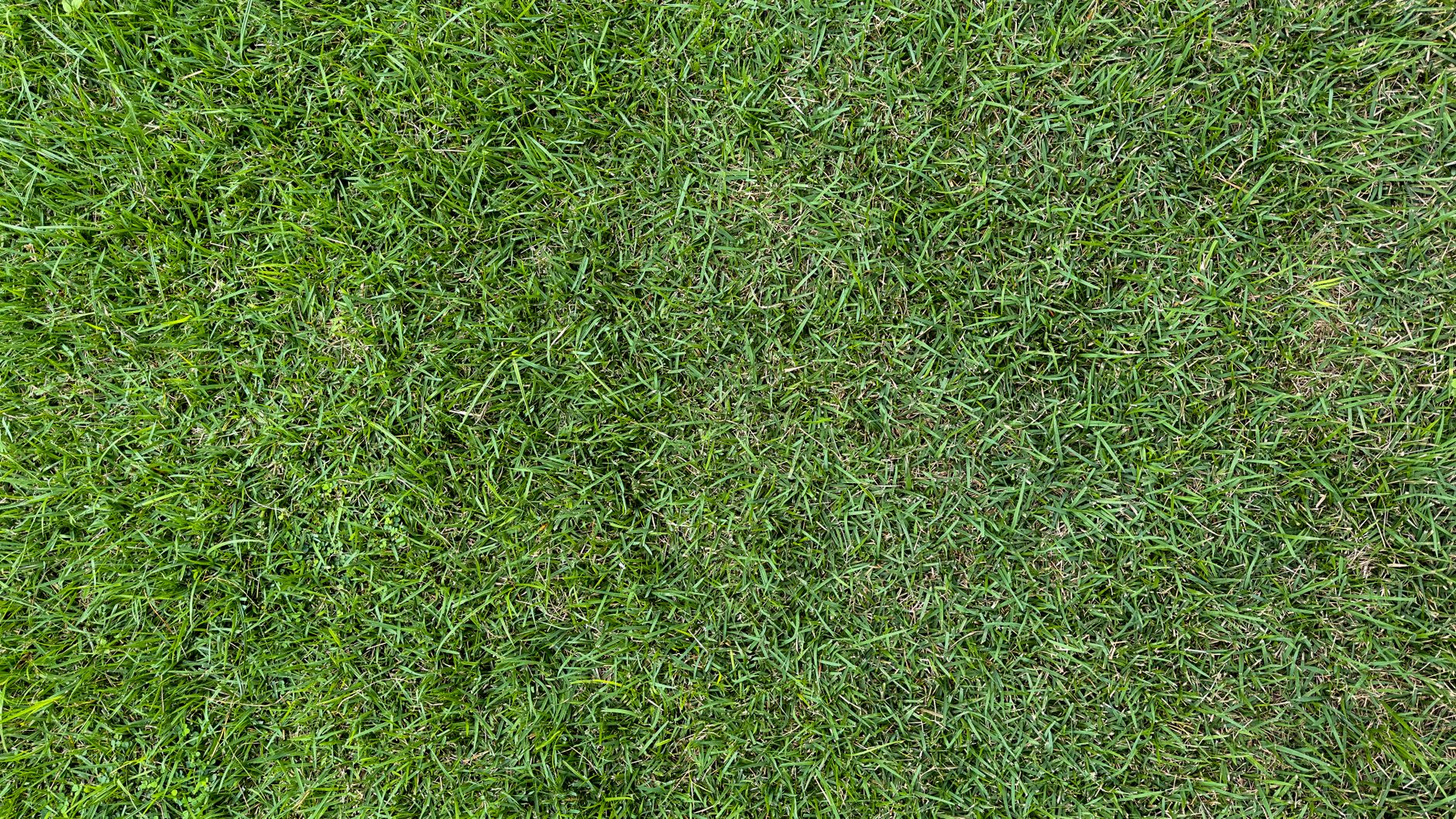 lawn sod installation New Orleans renovation